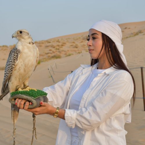 Falconry photography in Desert Safari
